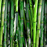 Differences Between Bamboo And Cotton